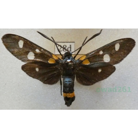 Zygaena ephialtes (Linnaeus, 1767) Kraśnik goryszowiec Czech28d